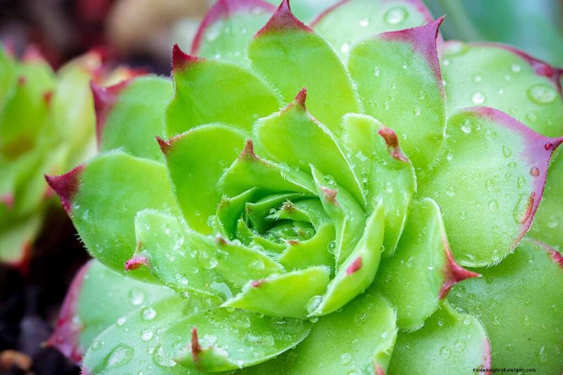 Sempervivum Care:鶏とひよこを育てるための初心者ガイド 
