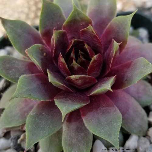 Sempervivum Care:鶏とひよこを育てるための初心者ガイド 