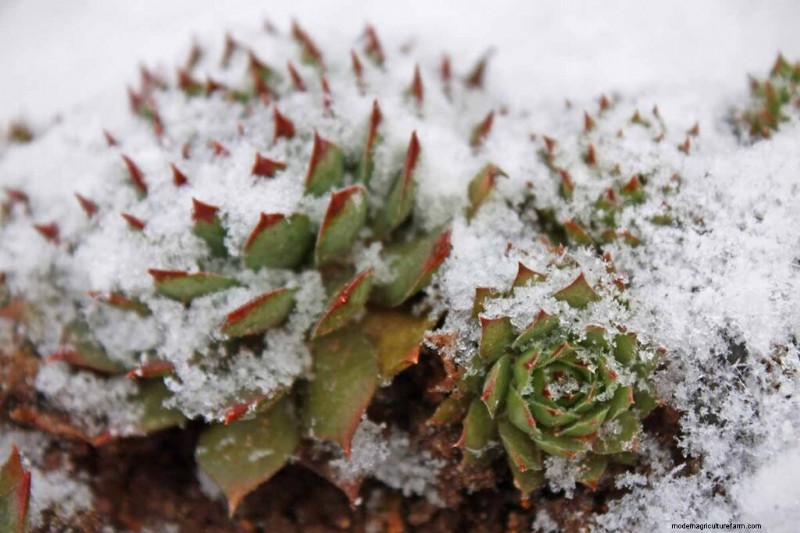 Sempervivum Care:鶏とひよこを育てるための初心者ガイド 