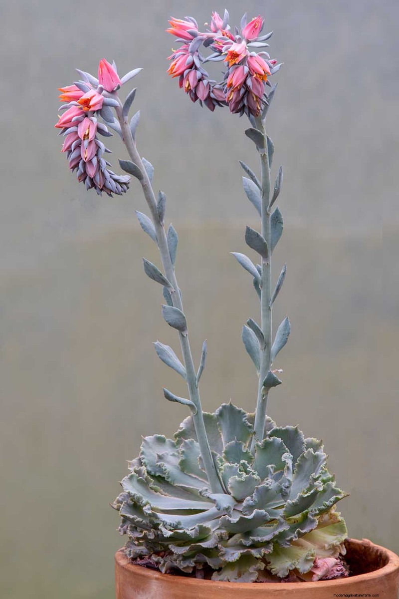 Sempervivum Care:鶏とひよこを育てるための初心者ガイド 