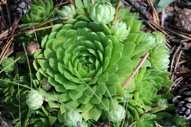 Sempervivum Care:鶏とひよこを育てるための初心者ガイド 