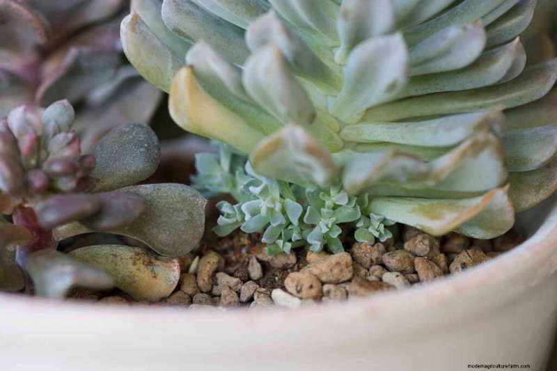 Sempervivum Care:鶏とひよこを育てるための初心者ガイド 
