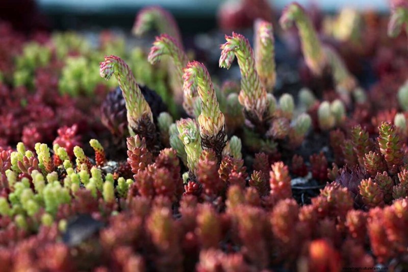 Sempervivum Care:鶏とひよこを育てるための初心者ガイド 