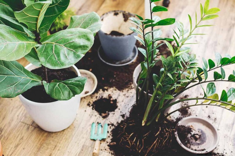 De juiste potgrond en containers kiezen voor gezonde kamerplanten 