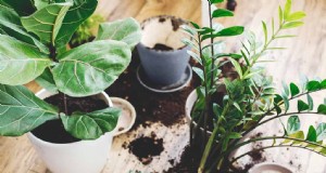 De juiste potgrond en containers kiezen voor gezonde kamerplanten 