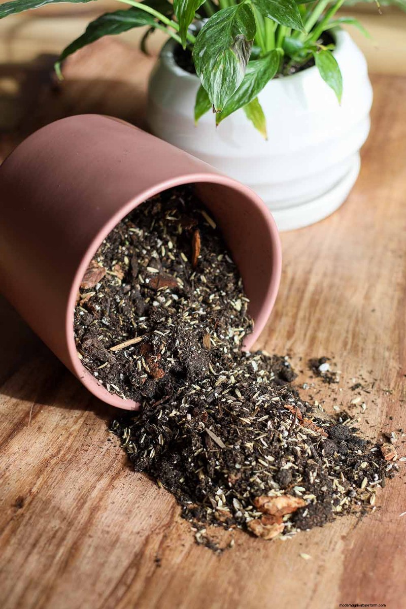 De juiste potgrond en containers kiezen voor gezonde kamerplanten 