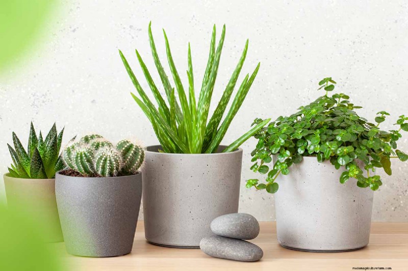 De juiste potgrond en containers kiezen voor gezonde kamerplanten 