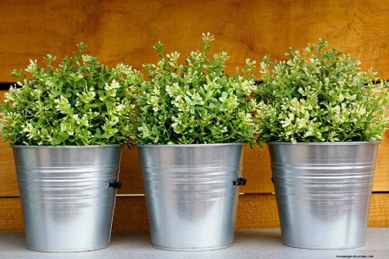 De juiste potgrond en containers kiezen voor gezonde kamerplanten 