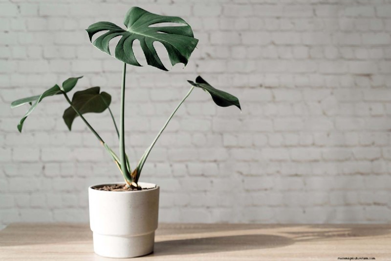 De juiste potgrond en containers kiezen voor gezonde kamerplanten 