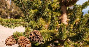 Groeiende Bristlecone Pines:een gids voor een lang leven en veerkracht 