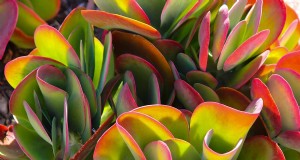 Pianta Flapjack Paddle (Kalanchoe luciae):guida alla cura e alla coltivazione 