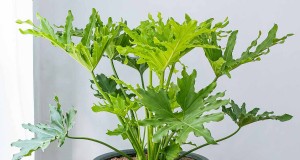 Cultive un impresionante filodendro de hoja partida:una guía completa 