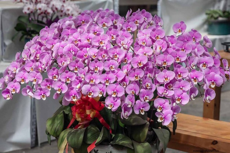 Phalaenopsis Orchids:En komplett guide till odling och vård 