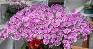 Phalaenopsis-Orchideen:Eine vollständige Anleitung zum Anbau und zur Pflege 