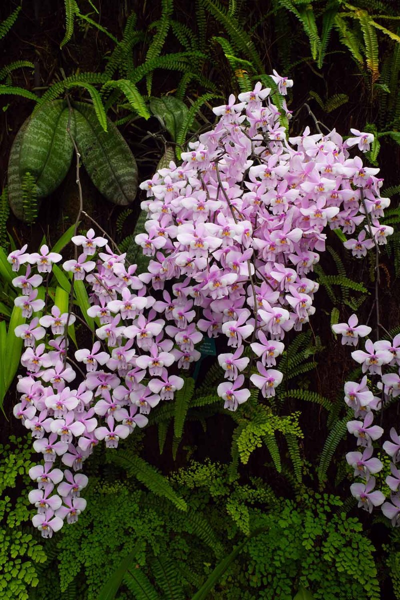 Phalaenopsis Orchids:En komplett guide till odling och vård 