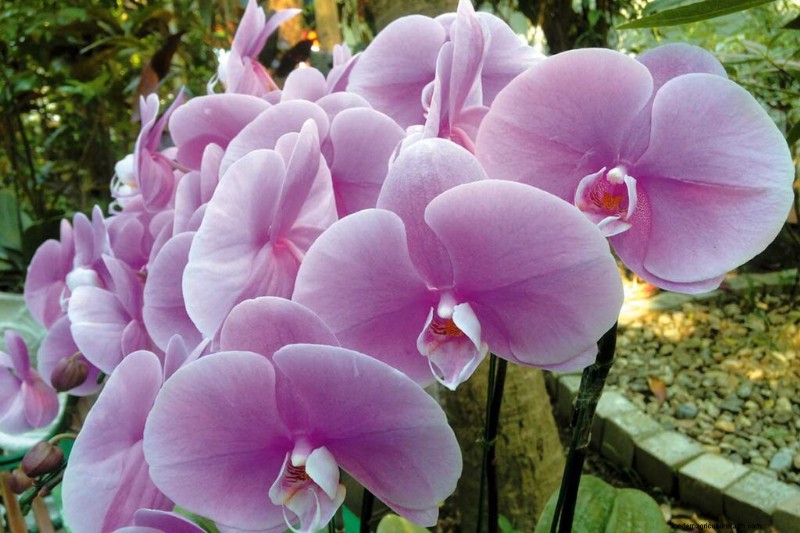 Phalaenopsis Orchids:En komplett guide till odling och vård 