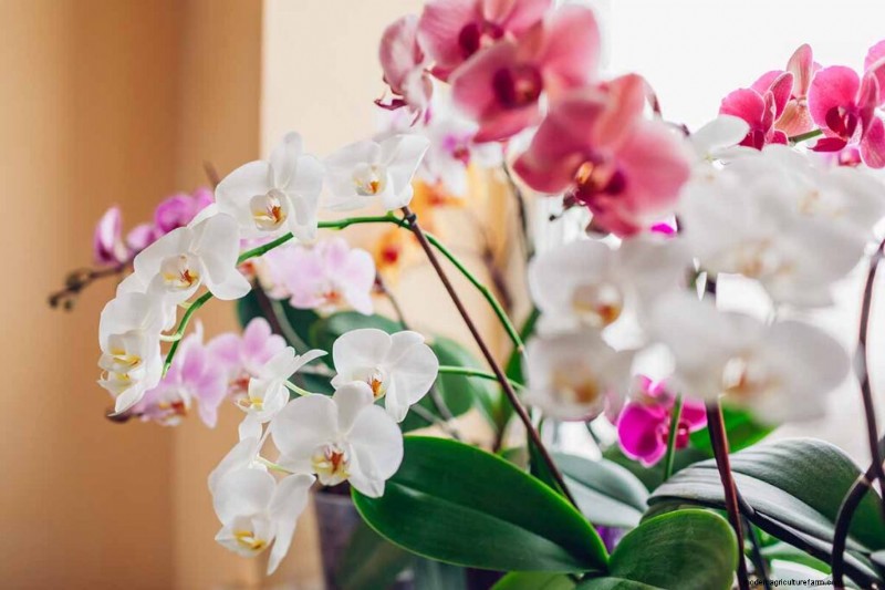 Phalaenopsis Orchids:En komplett guide till odling och vård 