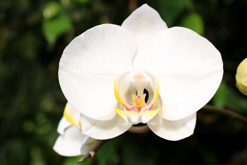 Phalaenopsis Orchids:En komplett guide till odling och vård 