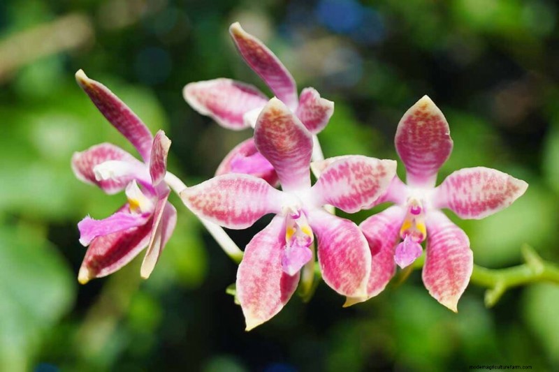 Phalaenopsis Orchids:En komplett guide till odling och vård 