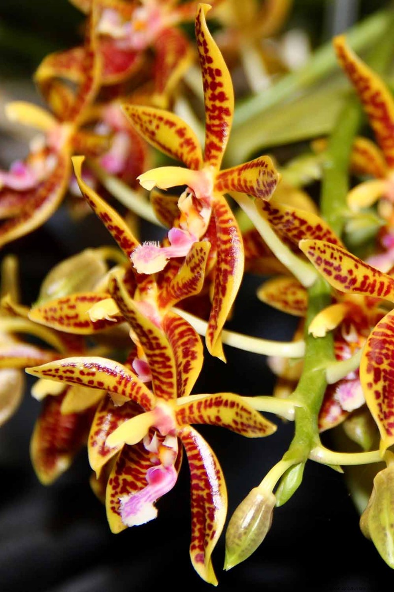 Phalaenopsis Orchids:En komplett guide till odling och vård 