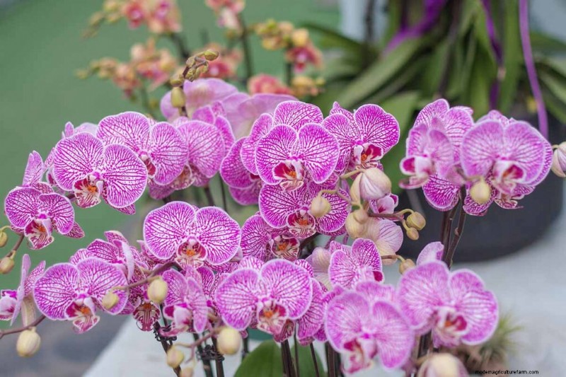 Phalaenopsis Orchids:En komplett guide till odling och vård 