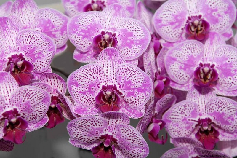 Phalaenopsis Orchids:En komplett guide till odling och vård 