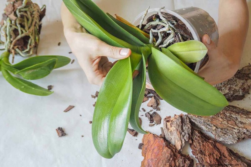 Phalaenopsis Orchids:En komplett guide till odling och vård 