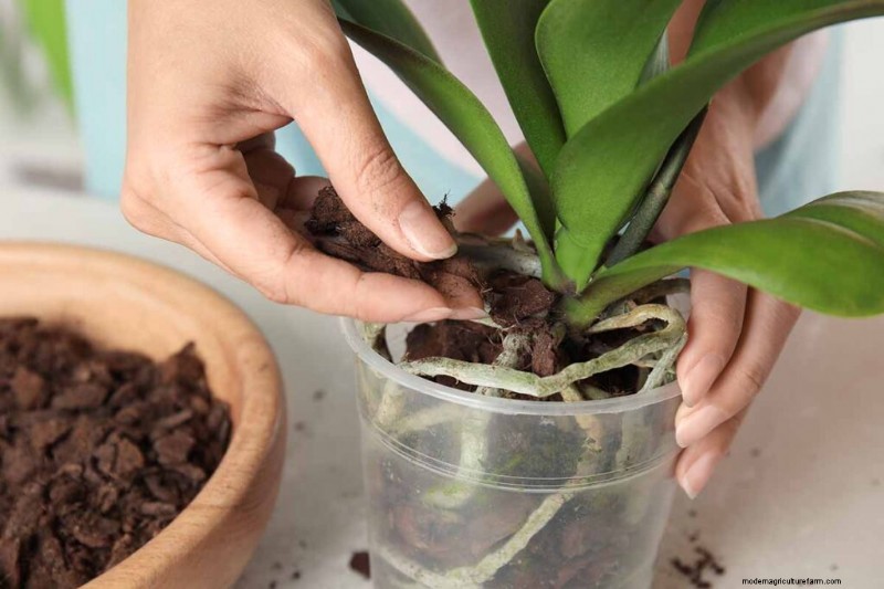 Phalaenopsis Orchids:En komplett guide till odling och vård 
