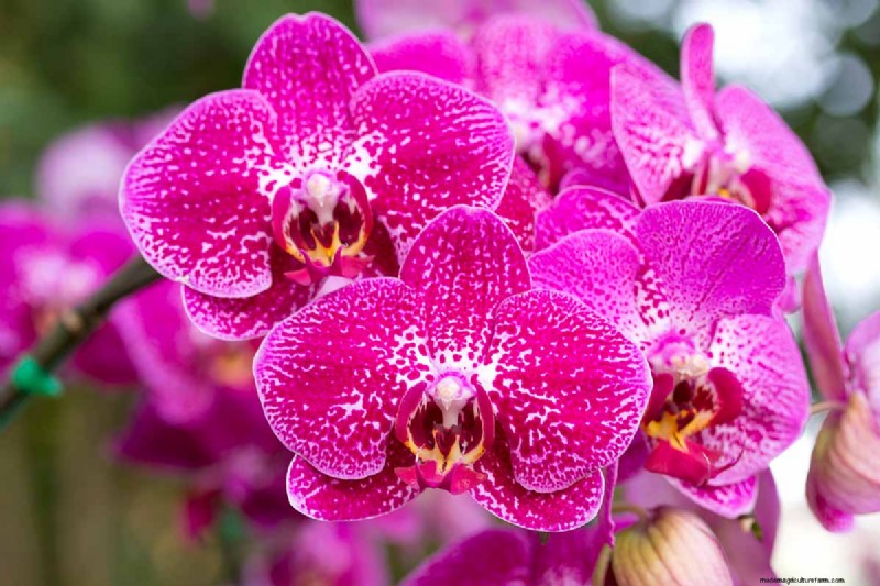 Phalaenopsis Orchids:En komplett guide till odling och vård 