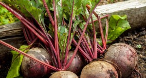 Dimensioni della barbabietola:guida alla crescita di radici e foglie | Sapere come fare il giardinaggio 