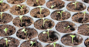 Inicio de semillas en interiores:una guía para flores, hierbas y verduras anuales 