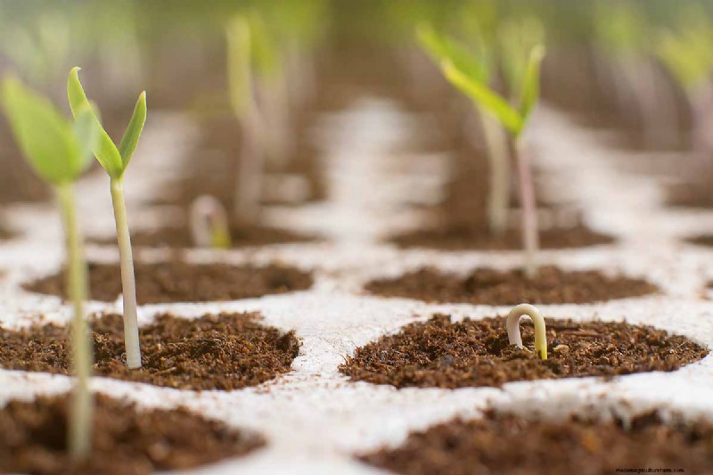 Beginnen met binnenzaad:een gids voor jaarlijkse bloemen, kruiden en groenten 