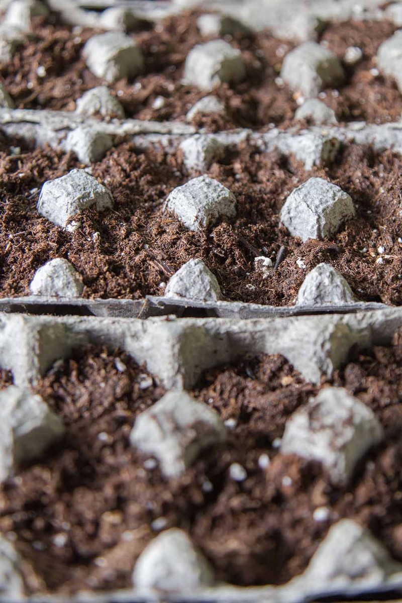 Beginnen met binnenzaad:een gids voor jaarlijkse bloemen, kruiden en groenten 