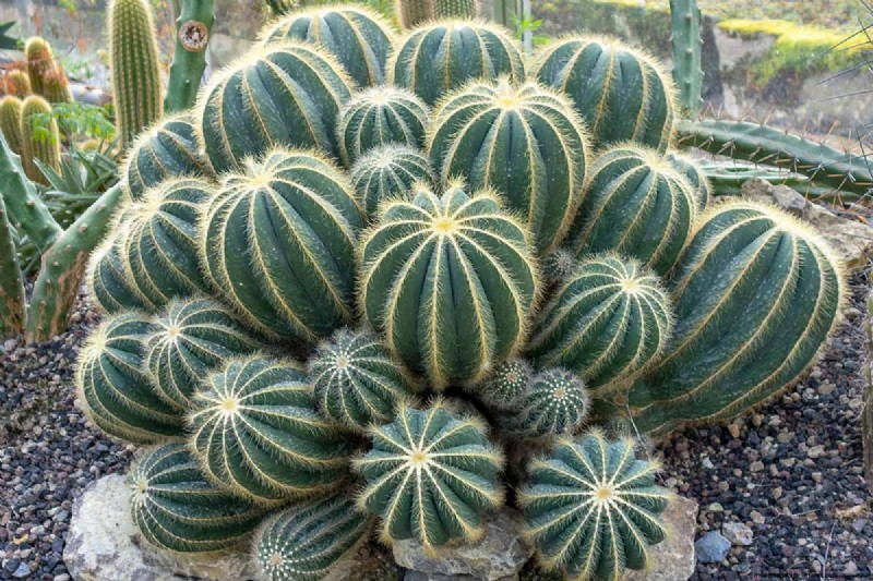 Balloncactus (Parodia magnifica):Gids voor kweken en verzorgen 