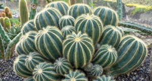 Cactus Globo (Parodia magnifica):Guía de cultivo y cuidado 