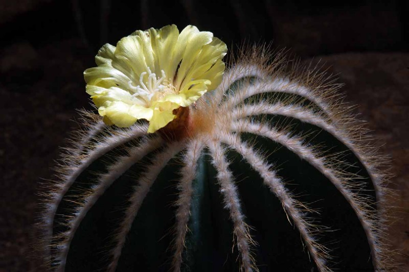 Balloncactus (Parodia magnifica):Gids voor kweken en verzorgen 