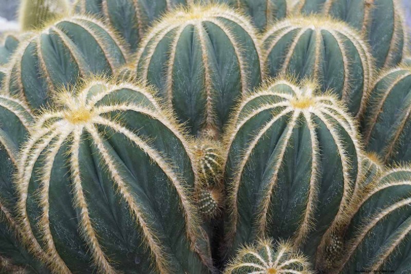 Balloncactus (Parodia magnifica):Gids voor kweken en verzorgen 