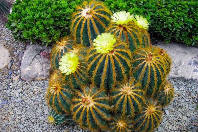 Balloncactus (Parodia magnifica):Gids voor kweken en verzorgen 