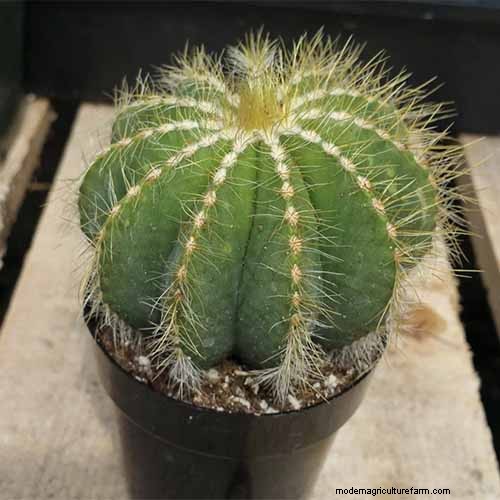 Balloncactus (Parodia magnifica):Gids voor kweken en verzorgen 