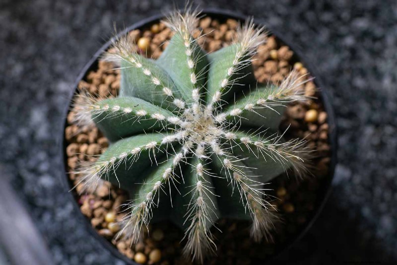 Balloncactus (Parodia magnifica):Gids voor kweken en verzorgen 