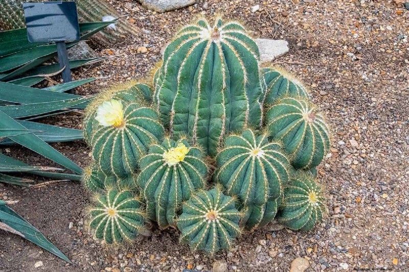Balloncactus (Parodia magnifica):Gids voor kweken en verzorgen 