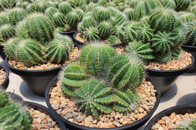 Balloncactus (Parodia magnifica):Gids voor kweken en verzorgen 