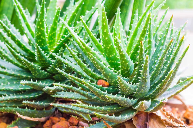 Aloe Produktif Crosby:Panduan Tumbuh &Tip Perawatan 