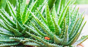 Crosby s Prolific Aloe:kweekgids en verzorgingstips 