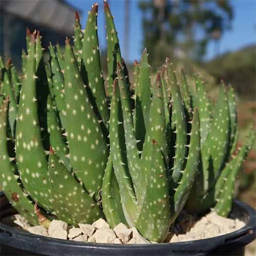 Aloe Produktif Crosby:Panduan Tumbuh &Tip Perawatan 