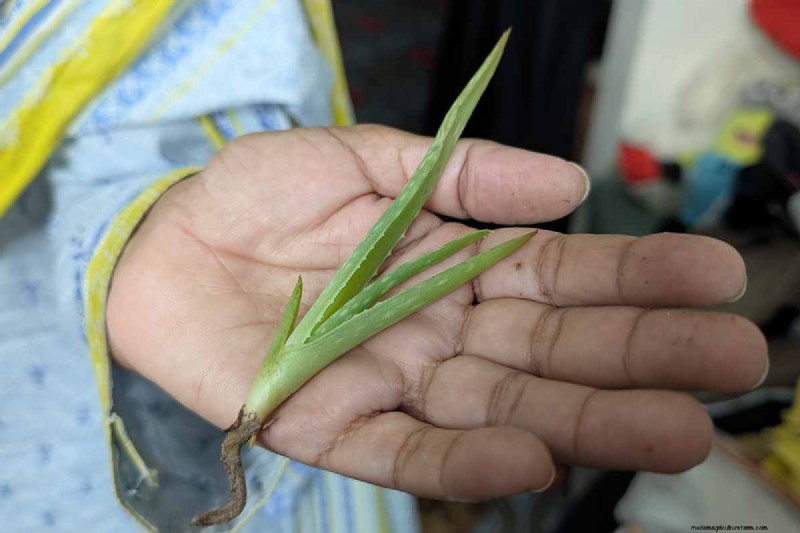 Aloe Produktif Crosby:Panduan Tumbuh &Tip Perawatan 