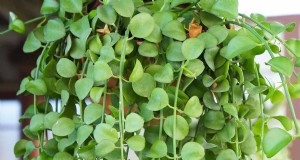 String of Nickels (Dischidia):Gids voor verzorging en groei 