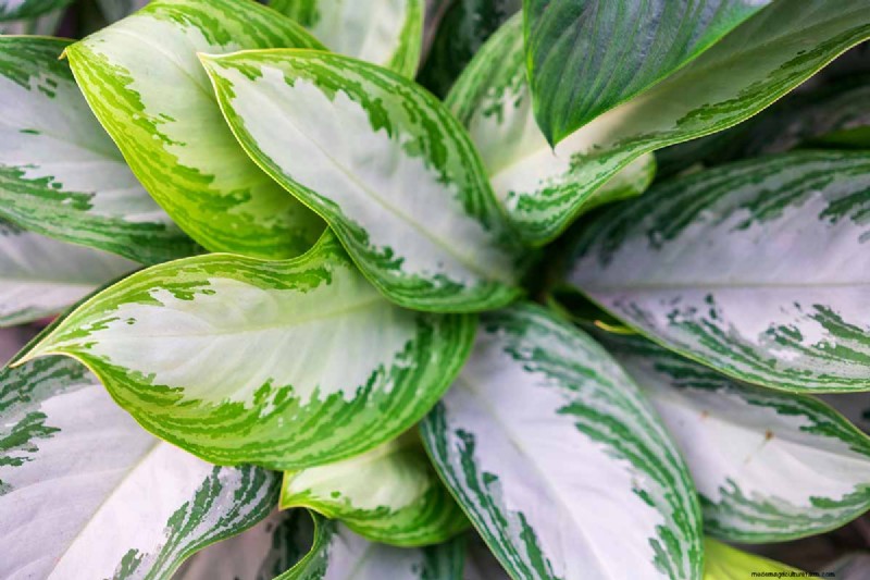Kinesisk vintergrön (Aglaonema):Skötselguide och odlingstips 