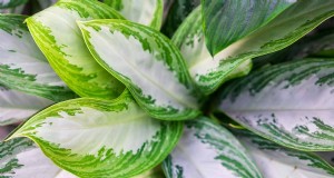 Evergreen chinês (Aglaonema):guia de cuidados e dicas de cultivo 