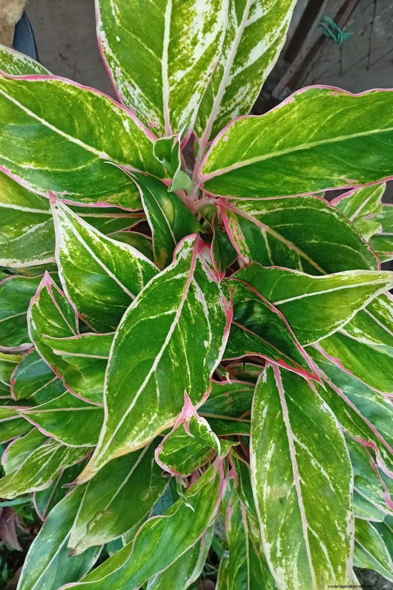 Kinesisk vintergrön (Aglaonema):Skötselguide och odlingstips 